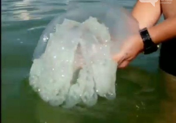 "Прям капец, еще и ядовитые есть": туристы в Кирилловке страдают от наплыва крупных медуз