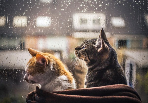 Синоптики дали нерадужный прогноз на выходные по Киеву