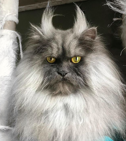 Соцсети покорил новый хмурый кот с озлобленной мордой