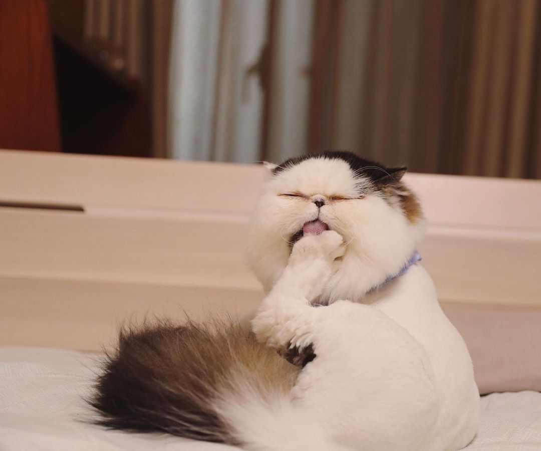 Кот Зуу, который выглядит всегда сонным / instagram/pechanko_bocco