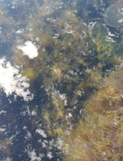 Мыс Фиолент в говне