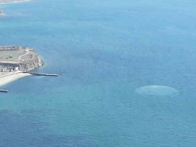 Судак в говне