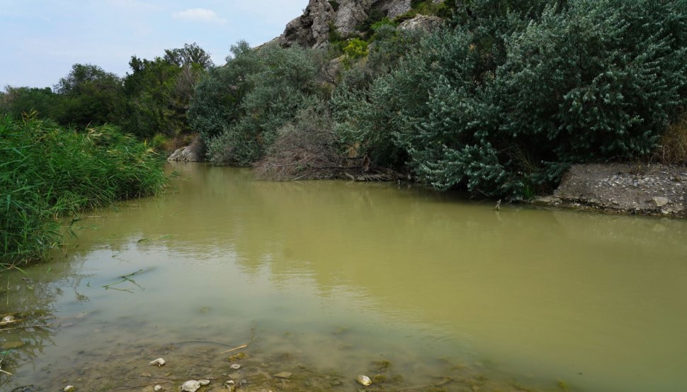 Судак в фекалиях