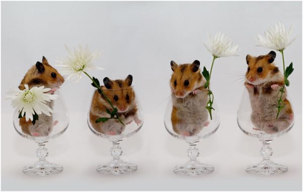 День ветеринара – открытки