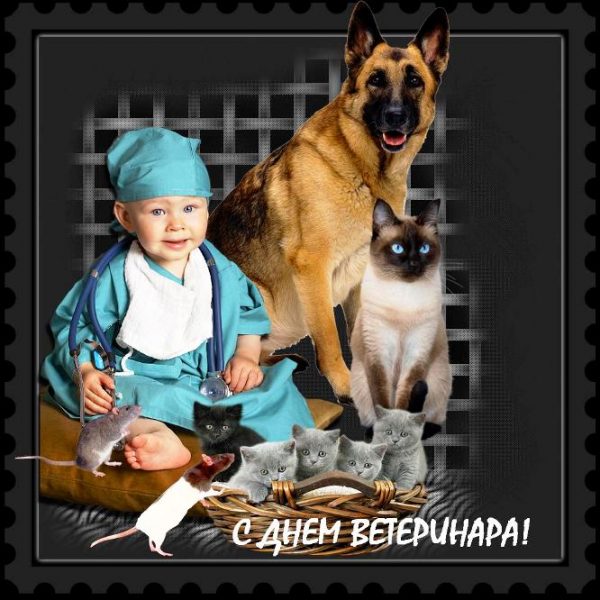День ветеринара – открытки