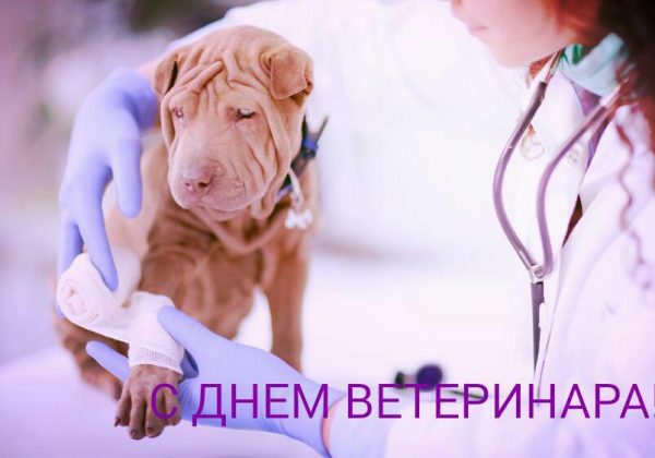 День ветеринара – открытки