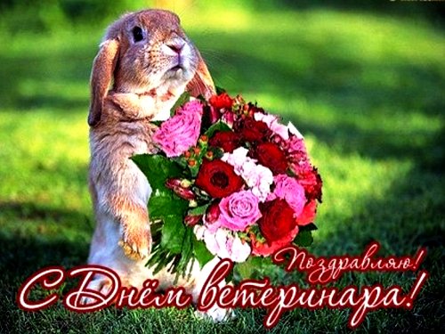 день ветеринара открытки день ветеринара открытки