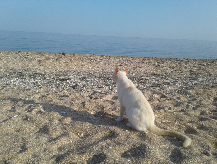 Аншлаг в Крыму Аншлаг в Крыму