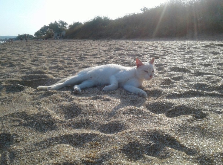 Аншлаг в Крыму Аншлаг в Крыму