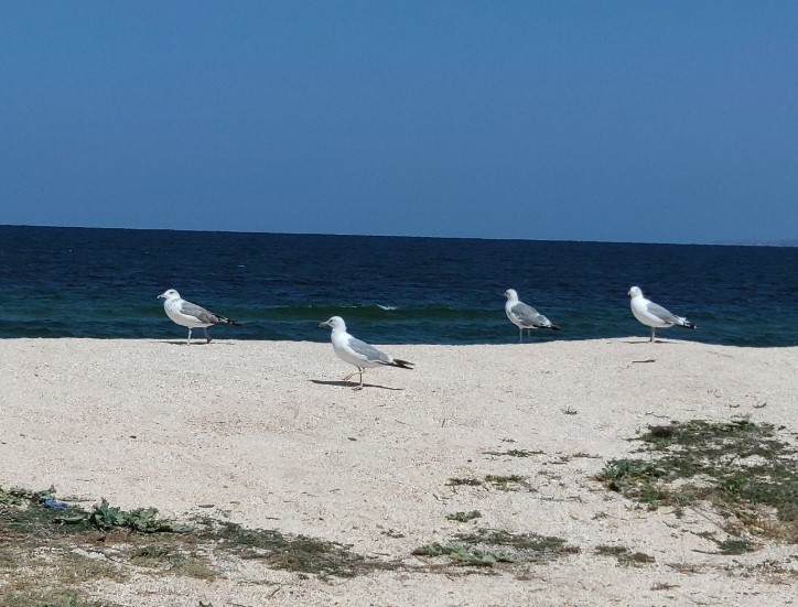 Аншлаг в Крыму Аншлаг в Крыму