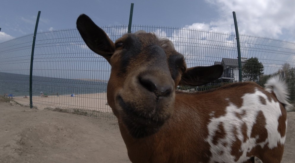 Аншлаг в Крыму Аншлаг в Крыму