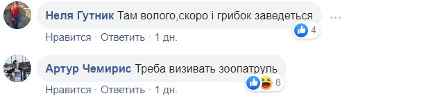 "Надо вызывать зоо-патруль": в Сети позубоскалили по поводу мух на мосту Кличко