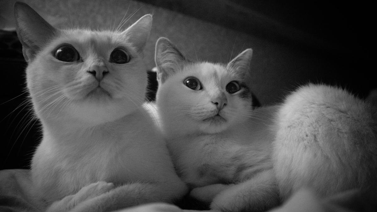 коты коты
