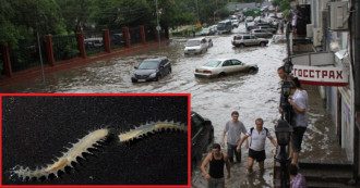 Черви-жруны с Нибиру во Владивостоке Черви-жруны с Нибиру во Владивостоке