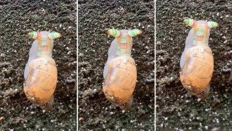 Зомби-улитку с мигающими рогами засняли на видео Зомби-улитку с мигающими рогами засняли на видео