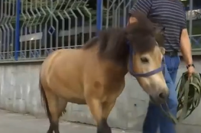 В Киеве была "самая милая погоня в мире", опубликовано видео
