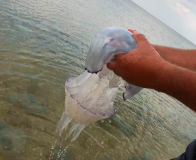 На курортах Азовского моря из-за Крымского моста случилось жуткое ЧП (фото, видео)