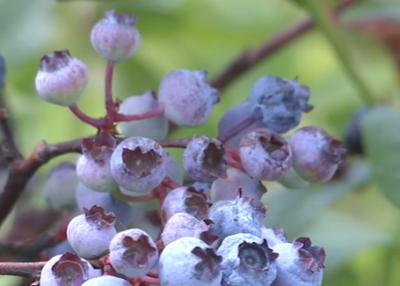 В Украине серьезно подешевела голубика
