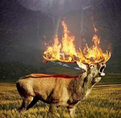 В Сибири сгорели животные: в Сеть слили жуткие кадры полыхающей тайги