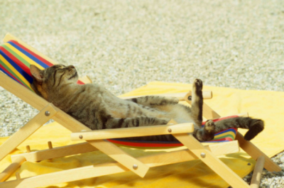 Спека, кіт, погода