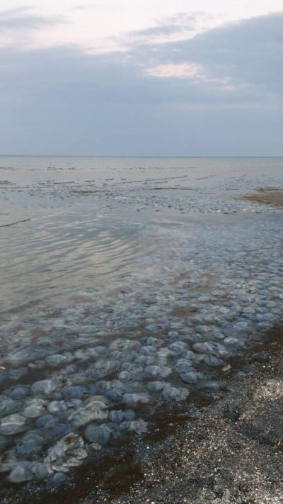 Массовая гибель медуз в Азовском море: эксперты пояснили в чем причина, и стоит ли бояться