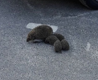 "Куда-то спешат": в Киеве засекли семейство ежей, опубликованы фото