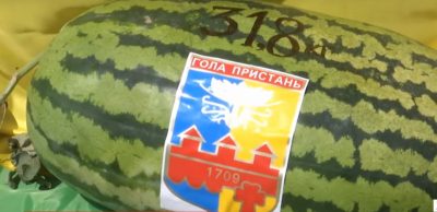 Самый тяжелый арбуз нашли на Херсонщине / скриншот