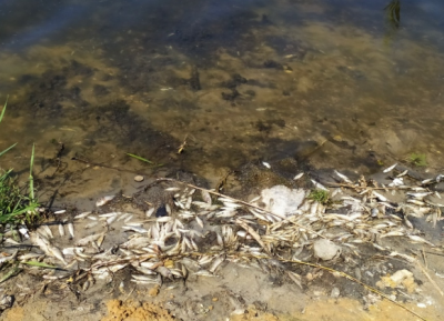 Новости Донецка - В Донецке водохранилище отравлено марганцем, фенолами и нефтепродуктами, сообщили в "минздраве ДНР"