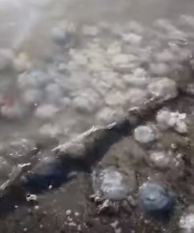В Геническе море оккупировали медузы / скриншот