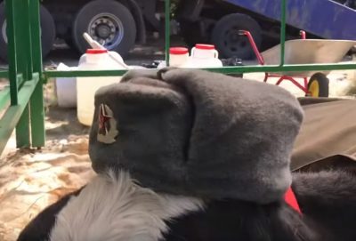 В России коров нарядили в солдатскую форму