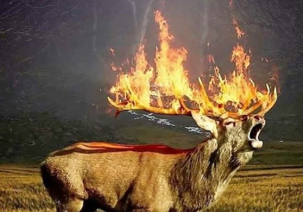 В Сибири сгорели животные: в Сеть слили жуткие кадры полыхающей тайги