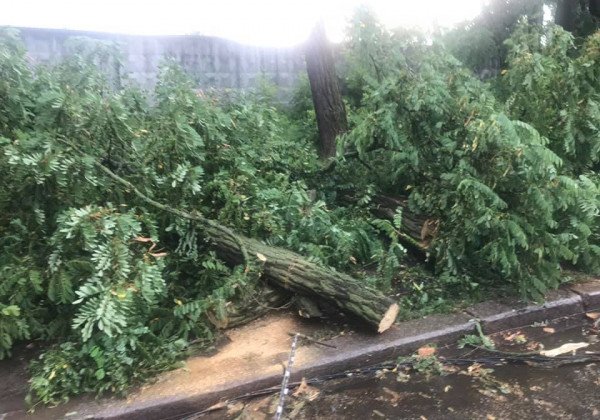 Сильная гроза в Киеве затопила улицы, поломала деревья и авто