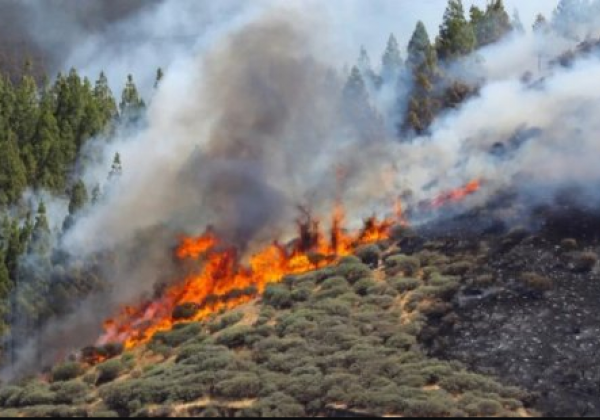 На Канарах эвакуируют людей из-за возгорания лесов: обвинили сварщика
