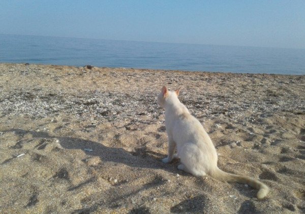 "Турист из немытой везет даже туалетную бумагу": в Крыму провалился курортный сезон - фото