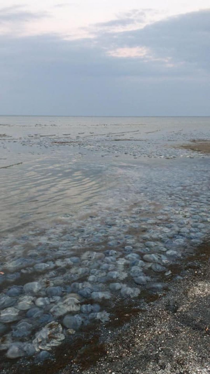 Массовая гибель медуз в Азовском море: эксперты пояснили в чем причина, и стоит ли бояться