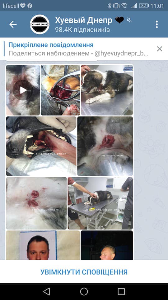 В Днепре жестко наказали живодера