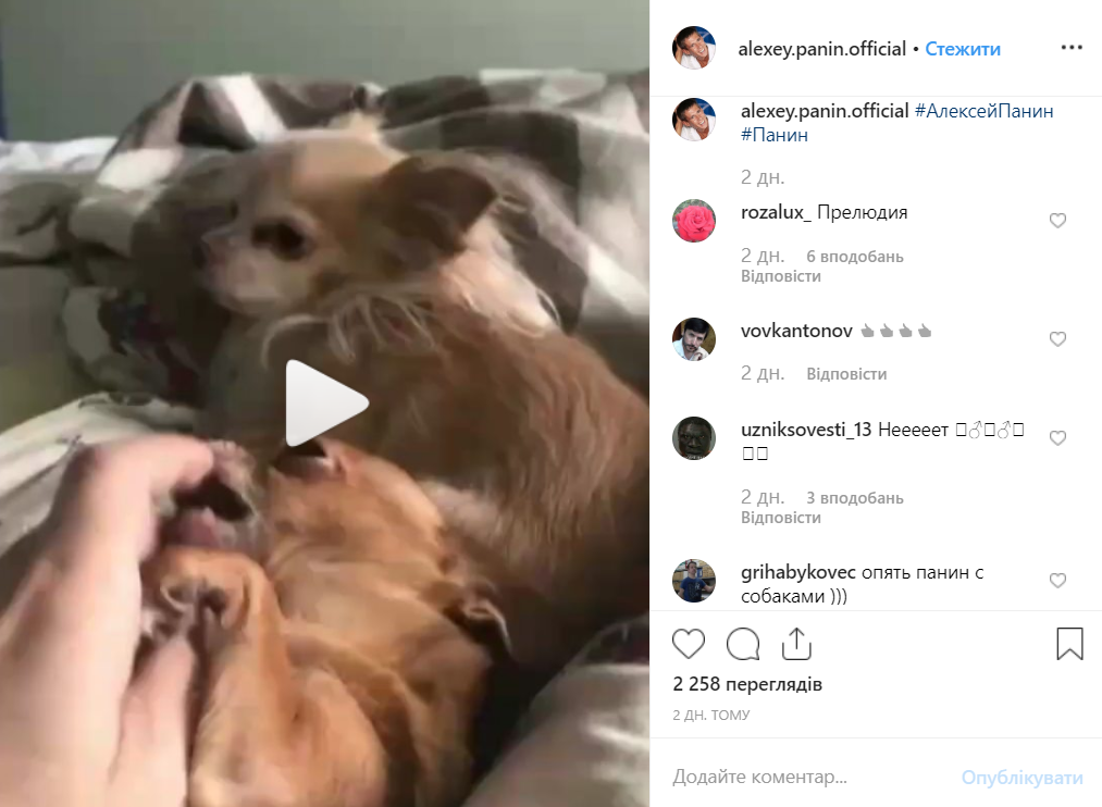 "Предварительные ласки": Панин показал видео с собакой