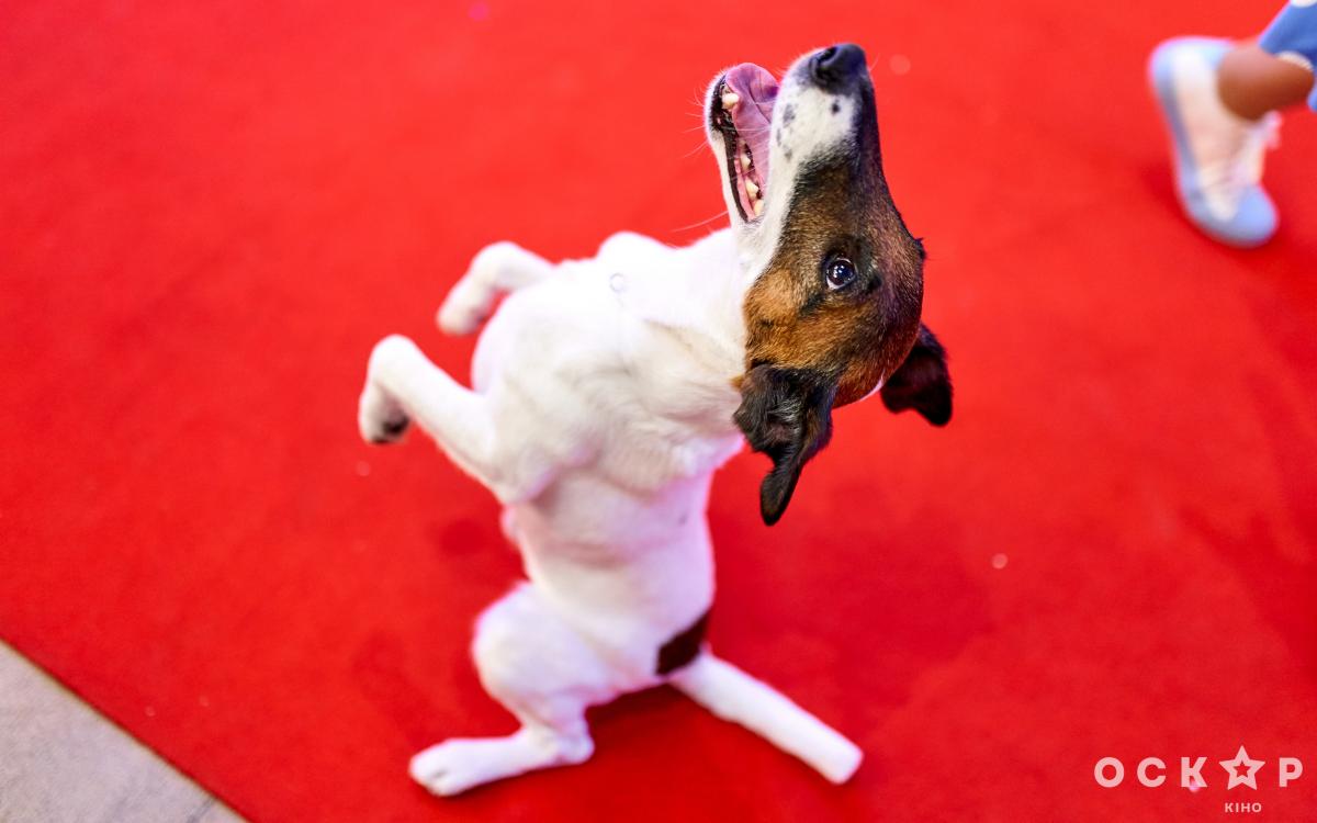 Фокстер и Макс