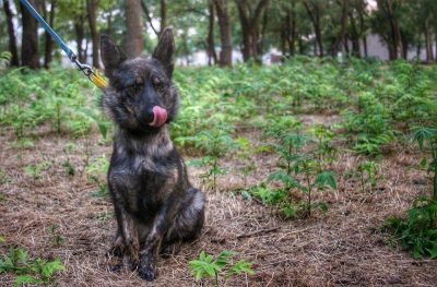 Освобожденный моряк встретился с корабельной собакой Джесси: трогательное видео