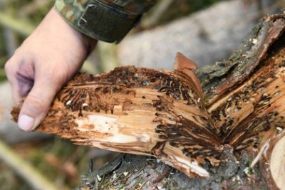 Короеды наносят убыток промышленности Чехии / Фото: Reuters
