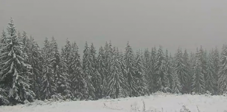 Снег в Буковеле