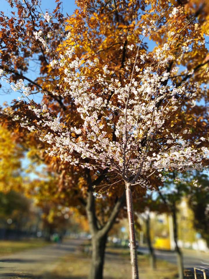 В Киеве в октябре зацвели сакуры В Киеве в октябре зацвели сакуры