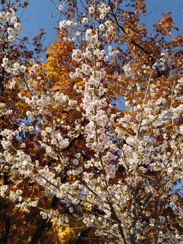 В Киеве в октябре зацвели сакуры В Киеве в октябре зацвели сакуры