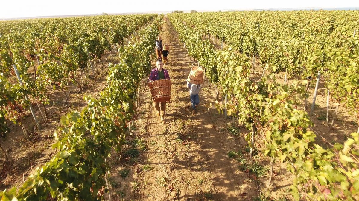 Антитіла Буде син - премьера клипа