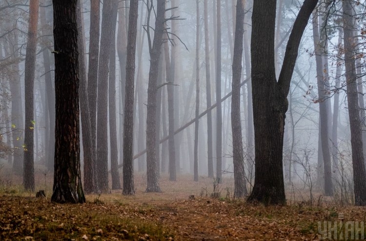 В Сети похвастались красочными фото туманного Киева