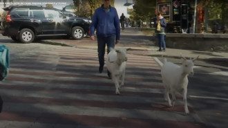 козы киев