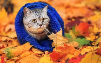 погода, осень, кот