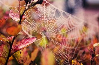 паутина_осень_природа паутина_осень_природа