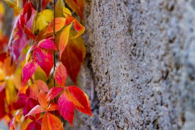 осень погода 