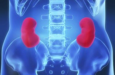 Почки Почки